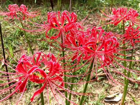 曼陀羅華 曼珠沙華